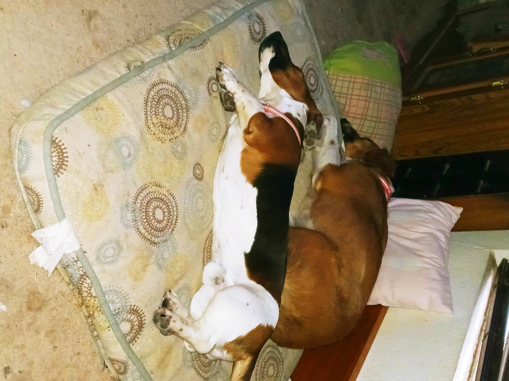 Roscoe is registered to the contest to win money with this photo: arch, art, ceiling, comfort, companion_dog, couch, dog_breed, fawn, flooring, fur, hat, linens, room, wood, working_animal