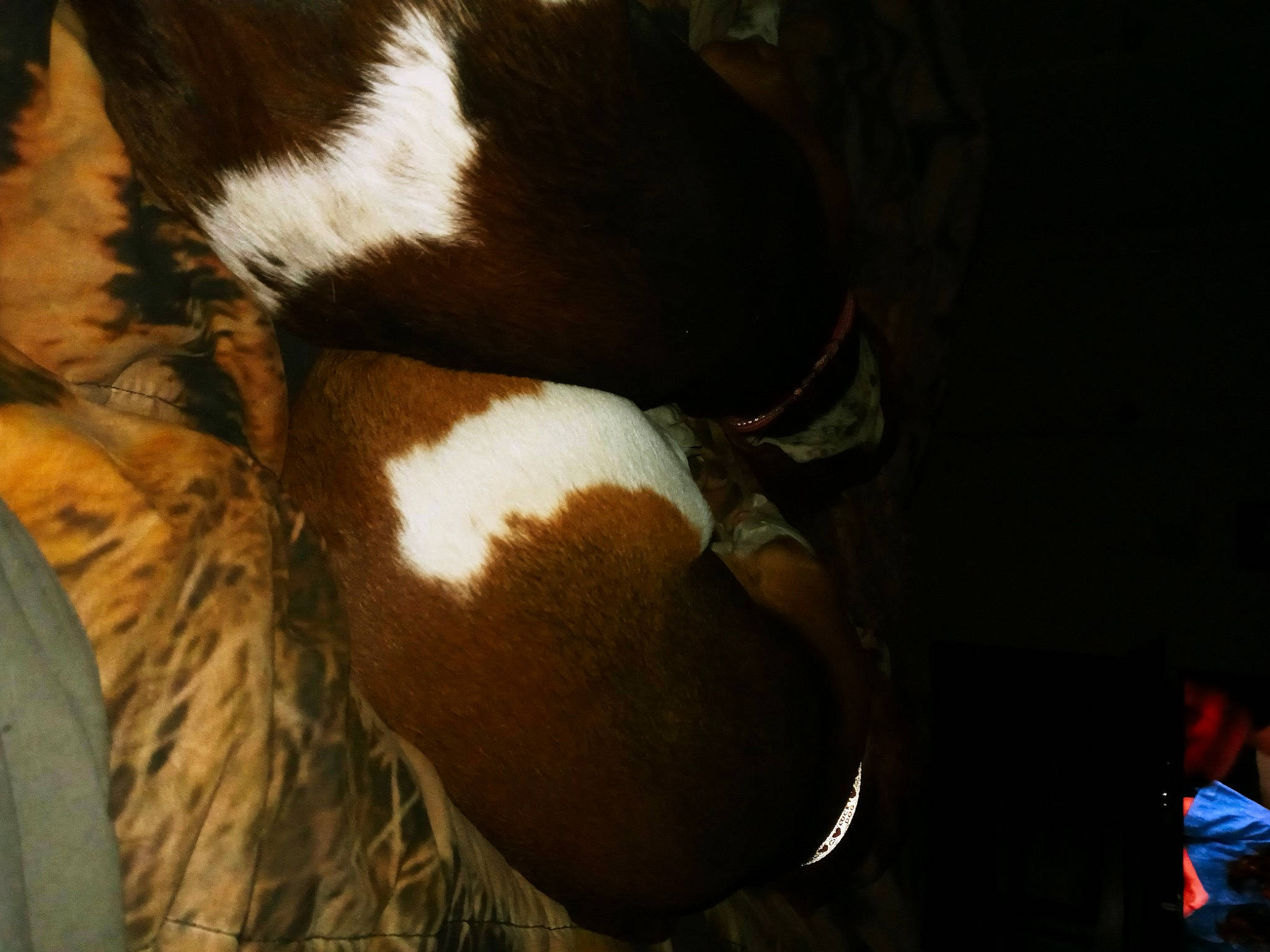 Roscoe is registered to the contest to win money with this photo: boston_terrier, canidae, carnivore, comfort, companion_dog, dog, dog_breed, elbow, event, fawn, fur, human_leg, paw, sporting_group, tail, terrestrial_animal, thigh, whiskers, wood, working_animal