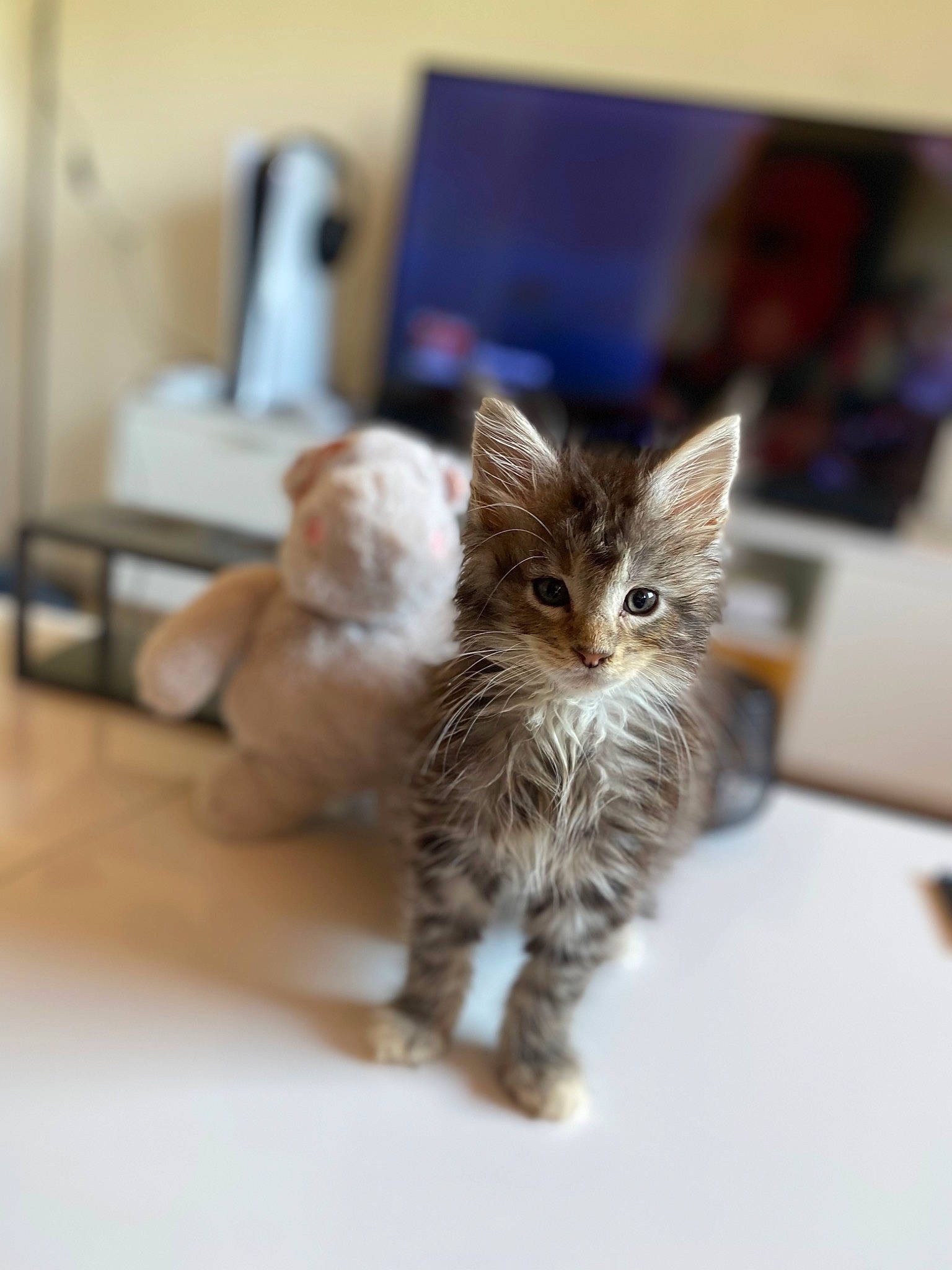 Noopy participe au concours pour gagner de l'argent avec cette photo : carnivore, cat, claw, domestic_short_haired_cat, fawn, felidae, flooring, fur, hardwood, mammal, paw, photo_caption, small_to_medium_sized_cats, snout, tail, terrestrial_animal, whiskers, wildlife, wood