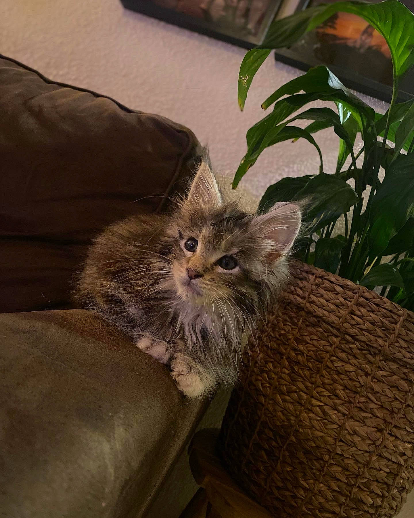 Noopy a rejoint le concours — aidez-le/la à gagner de superbes lots ! british_longhair, carnivore, cat, claw, comfort, couch, domestic_short_haired_cat, fawn, felidae, fur, houseplant, paw, plant, small_to_medium_sized_cats, snout, tail, terrestrial_animal, whiskers, wood