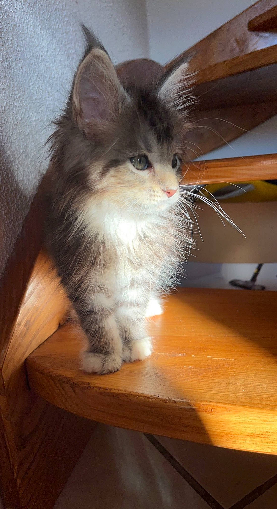 Noopy participe au concours pour gagner de l'argent avec cette photo : box, carnivore, cat, claw, desk, domestic_short_haired_cat, fawn, felidae, flooring, fur, hardwood, paw, small_to_medium_sized_cats, snout, table, tail, varnish, whiskers, wood, wood_stain