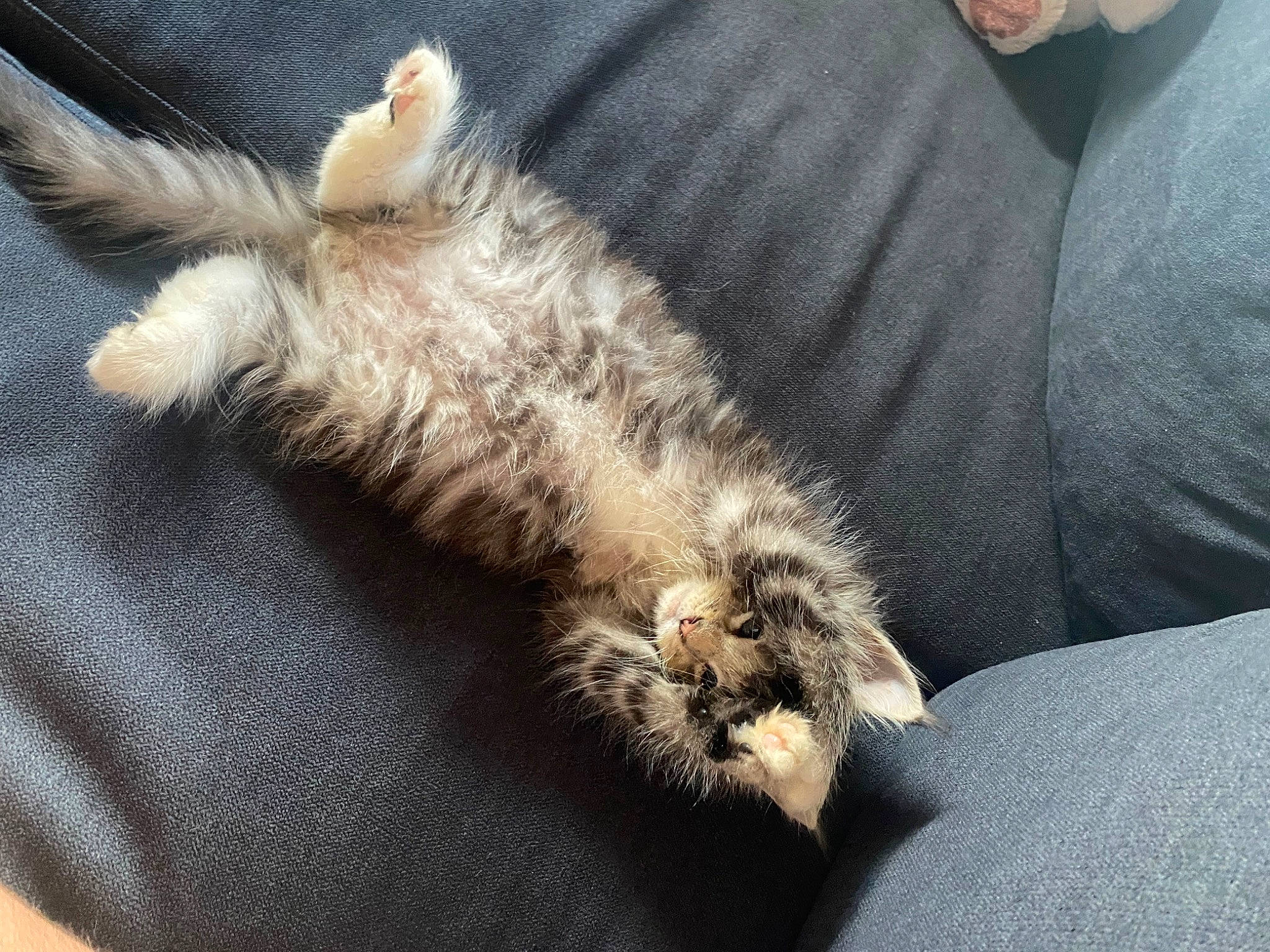 Noopy a rejoint le concours — aidez-le/la à gagner de superbes lots ! canidae, carnivore, cat, claw, comfort, companion_dog, couch, dog_breed, domestic_short_haired_cat, fawn, felidae, fur, gesture, grey, mammal, paw, small_to_medium_sized_cats, tail, textile, whiskers