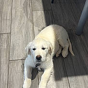 Yumi participe au concours pour gagner de l'argent avec cette photo : puppy, dog, white, floor, tile_floor, sunlight, shadow, indoor, pet, young_dog, fur, cute, laying_down, domestic_animal, animal, canine, resting, collar, small_dog, bright