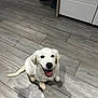 Yumi participe au concours pour gagner de l'argent avec cette photo : puppy, dog, white_dog, pet, smiling, happy, indoor, kitchen, floor, tile_floor, sitting, looking_up, young_dog, canine, domestic_animal, cute, friendly, animal, companion, playful