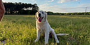 Yumi participe au concours pour gagner de l'argent avec cette photo : dog, white_dog, grass, field, outdoor, sky, clouds, sunlight, nature, pet, animal, tongue_out, happy, sitting, greenery, summer, daytime, canine, open_space, trees