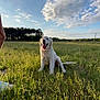 dog, white_dog, grass, field, outdoor, sky, clouds, sunlight, nature, pet, animal, tongue_out, happy, sitting, greenery, summer, daytime, canine, open_space, trees