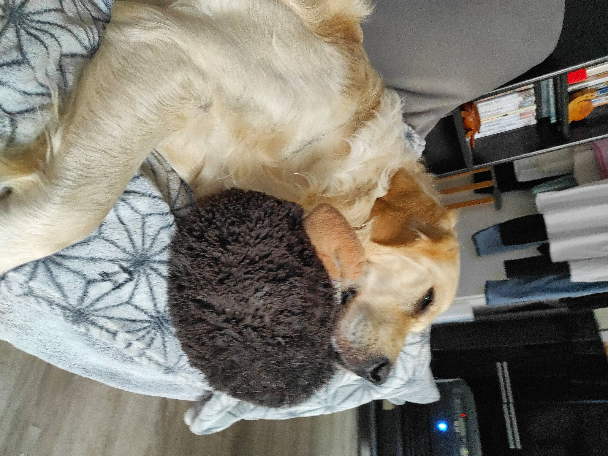 Phalco a rejoint le concours — aidez-le/la à gagner de superbes lots ! canidae, carnivore, cat_supply, comfort, companion_dog, dog, dog_breed, dog_supply, fawn, felidae, fur, pet_supply, small_to_medium_sized_cats, snout, sporting_group, stuffed_toy, tail, toy, whiskers, wood