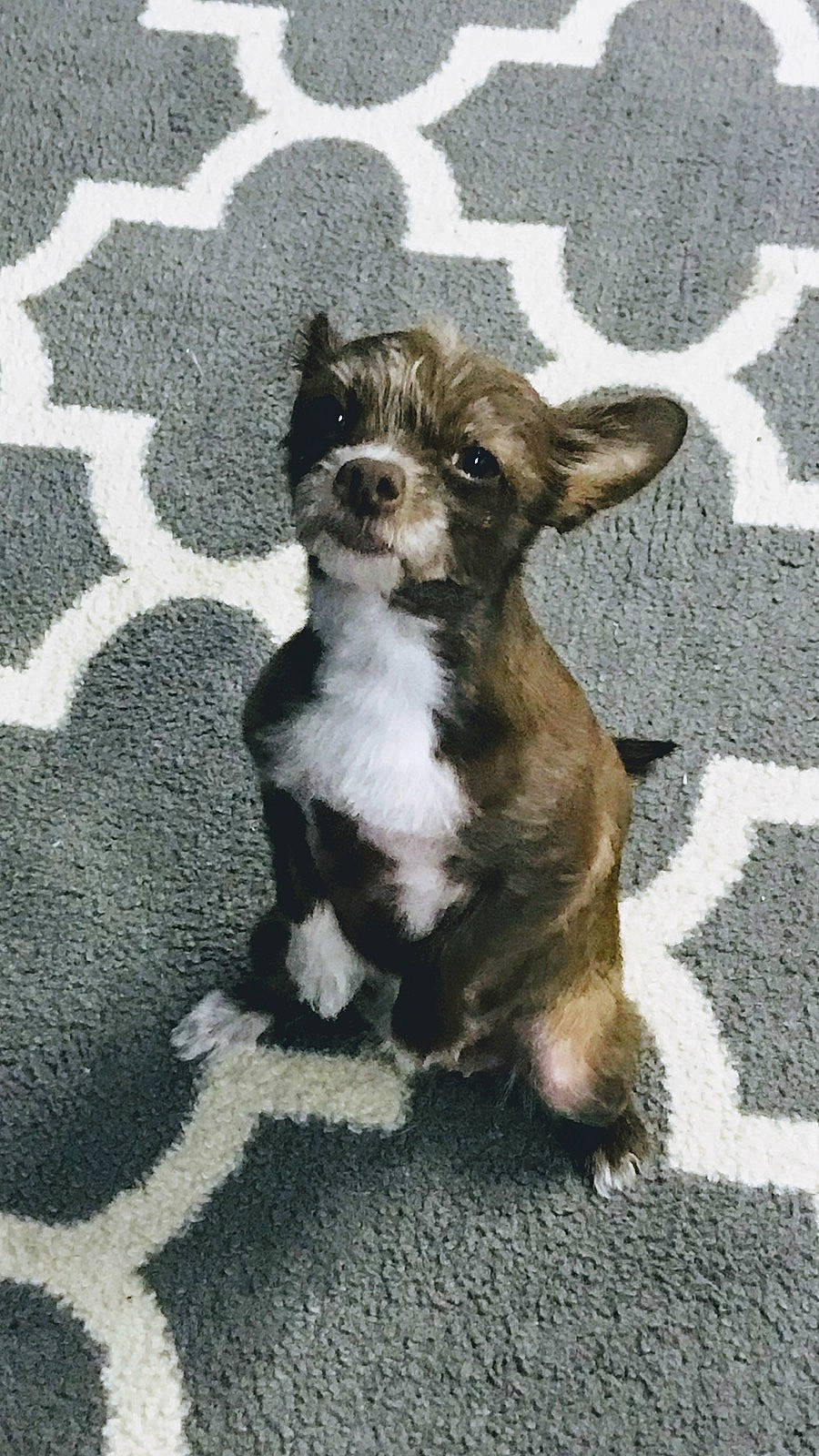 Charly is registered to the contest to win money with this photo: canidae, carnivore, chihuahua, companion_dog, dog, dog_breed, fawn, mammal, non_sporting_group, puppy, rare_breed_dog, shih_tzu, toy_dog, vertebrate