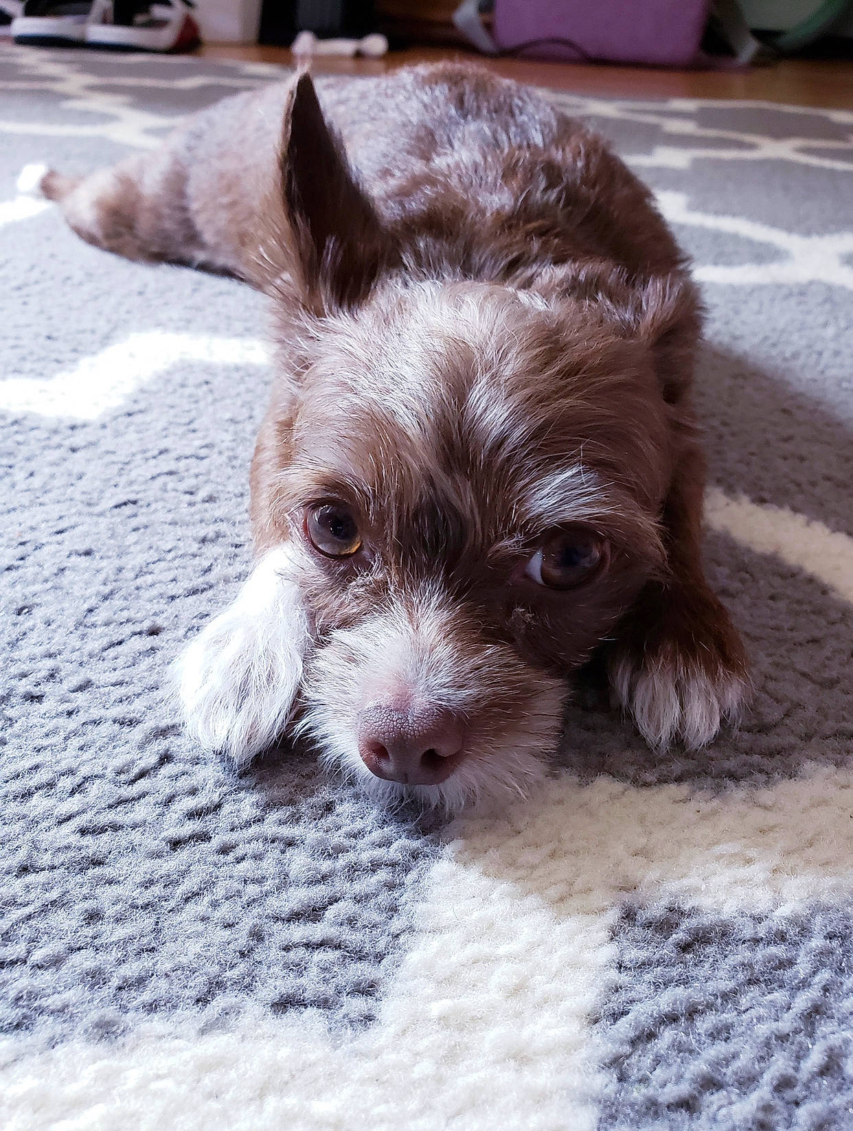 Charly joined the competition — help win amazing prizes! bolonka, cairn_terrier, canidae, carnivore, dog, dog_breed, ear, havanese, lagotto_romagnolo, liver, mammal, puppy, rare_breed_dog, schnoodle, shih_poo, snout, sporting_group, toy_dog, vertebrate, yorkipoo