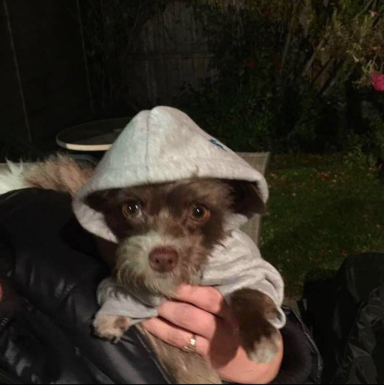 Charly joined the competition — help win amazing prizes! canidae, carnivore, dog, dog_breed, hat, headgear, puppy, snout, sporting_group