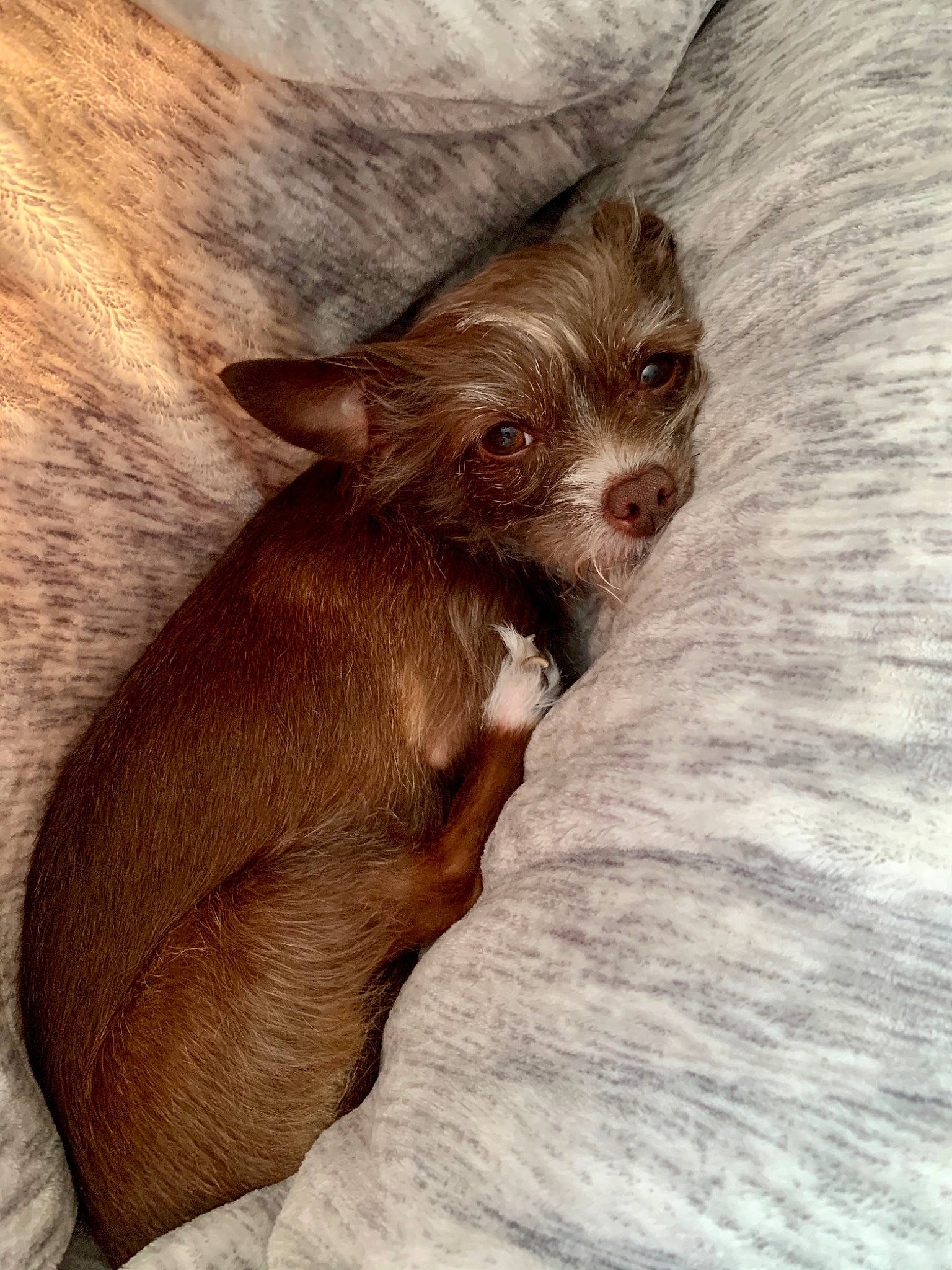 Charly joined the competition — help win amazing prizes! canidae, carnivore, chihuahua, companion_dog, dog, dog_breed, fawn, liver, mammal, puppy, sporting_group, toy_dog, vertebrate