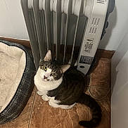 Nina joined the competition — help win amazing prizes! animal, appliance, cat, companion, cozy, curious, domestic, floor, fur, heater, home, indoor, looking_up, pet_bed, quiet, tabby, tail, tiles, whiskers, white