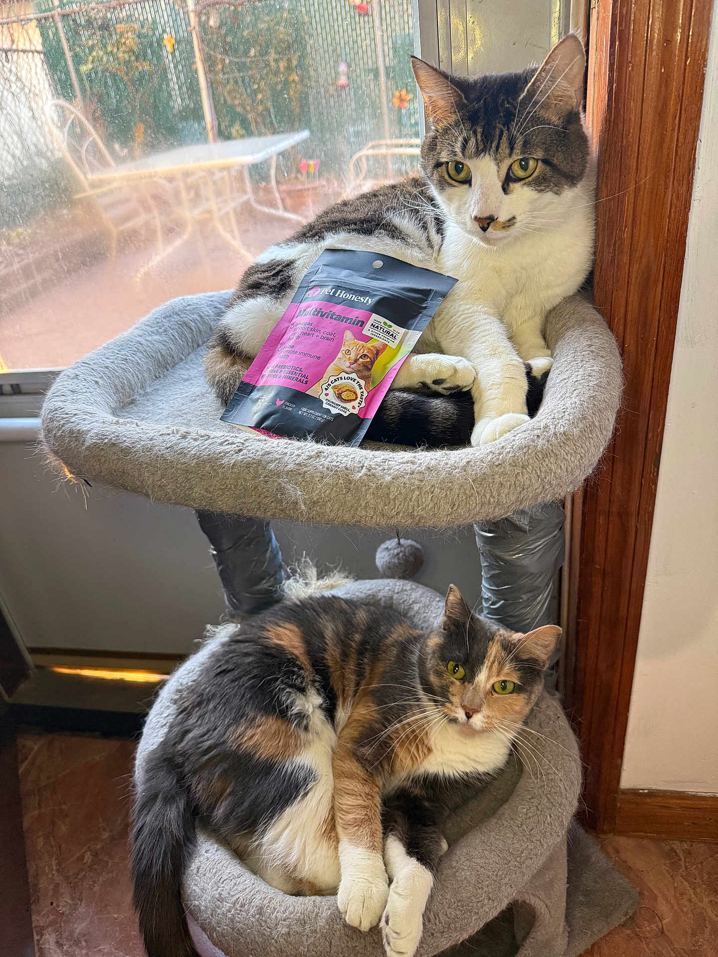 Nina joined the competition — help win amazing prizes! calico_cat, cat, cat_tree, cats, cozy, floor, fur, furniture, gray_cat_tree, home, indoor, multivitamin_package, natural_light, paws, pet, relaxing, tabby_cat, two_animals, whiskers, window