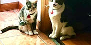 Nina joined the competition — help win amazing prizes! animal, cat, collar, domestic_cat, doorframe, ears, feline, floor, fur, home, indoor, looking, pets, quiet, red_tag, sitting, tail, tile, two_cats, whiskers