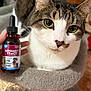 Nina joined the competition — help win amazing prizes! animal, bottle, cat, cat_bed, close_up, cozy, cranberry, ears, eyes, face, floor, fur, hand, indoor, pet, supplement, tabby_cat, urinary_tract, whiskers, wooden_door
