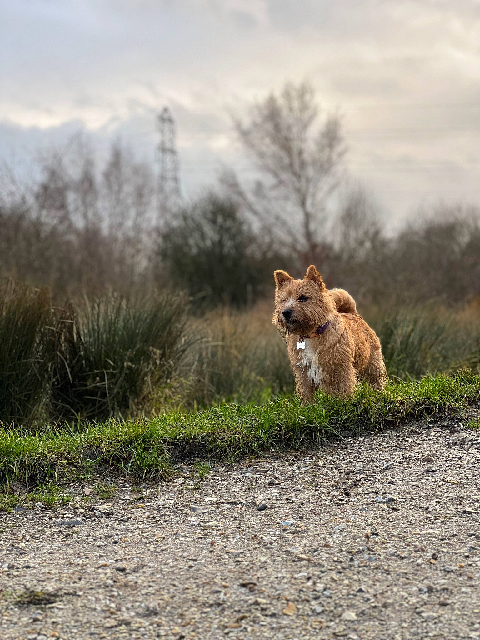 Lolly joined the competition — help win amazing prizes! big_cats, carnivore, cloud, fawn, felidae, grass, grassland, landscape, natural_landscape, plain, plant, prairie, sky, small_to_medium_sized_cats, sporting_group, tail, terrestrial_animal, tree, wilderness, wood