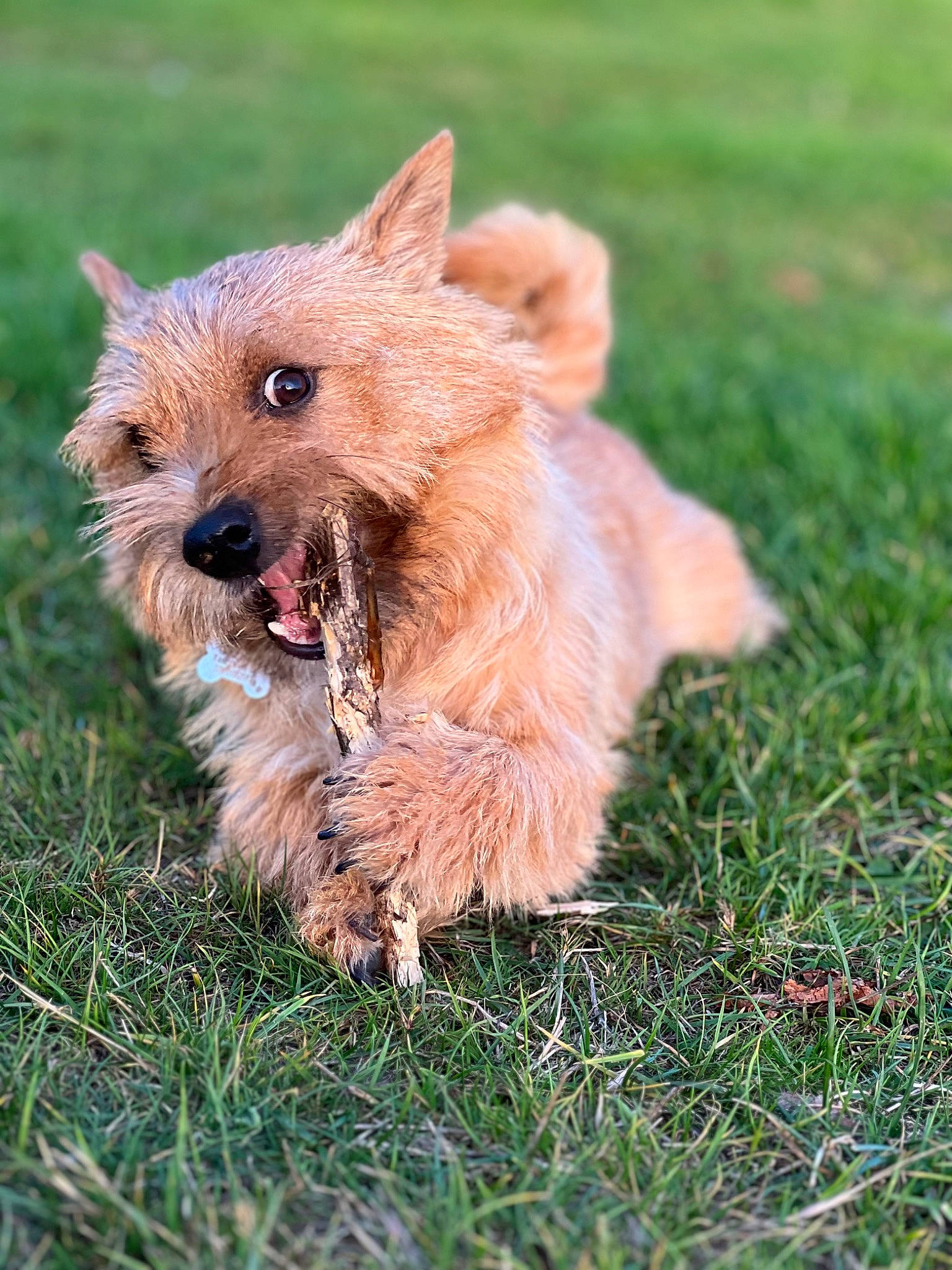 Lolly is registered to the contest to win money with this photo: canidae, carnivore, companion_dog, dog, dog_breed, fawn, grass, grassland, liver, small_terrier, snout, sporting_group, terrestrial_animal, terrier, working_animal