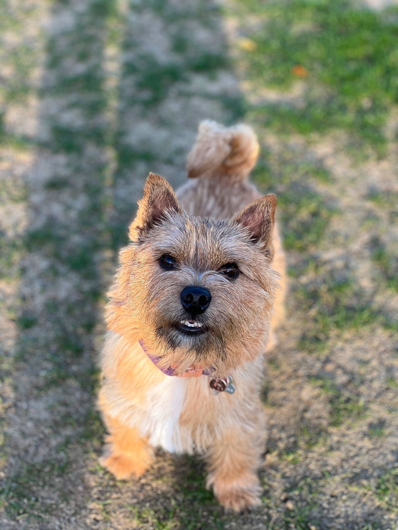 Lolly is registered to the contest to win money with this photo: biewer_terrier, canidae, carnivore, companion_dog, dog, dog_breed, fawn, fur, small_terrier, snout, sporting_group, terrestrial_animal, terrier, working_animal, working_terrier
