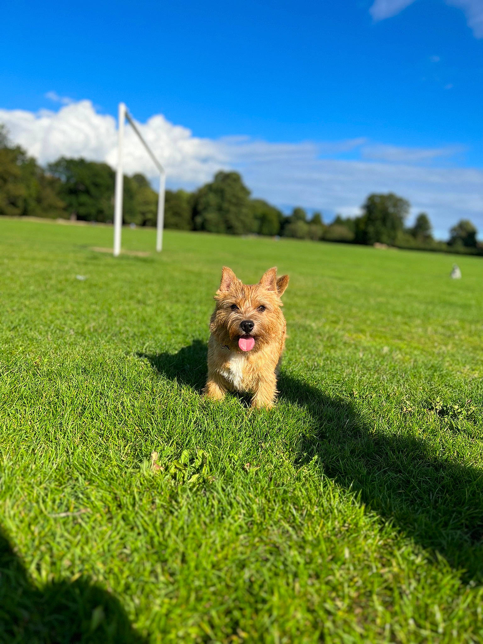 Lolly is registered to the contest to win money with this photo: carnivore, cloud, companion_dog, dog, dog_breed, fawn, grass, grassland, groundcover, happy, landscape, natural_landscape, pasture, people_in_nature, plant, prairie, sky, sporting_group, tail, tree