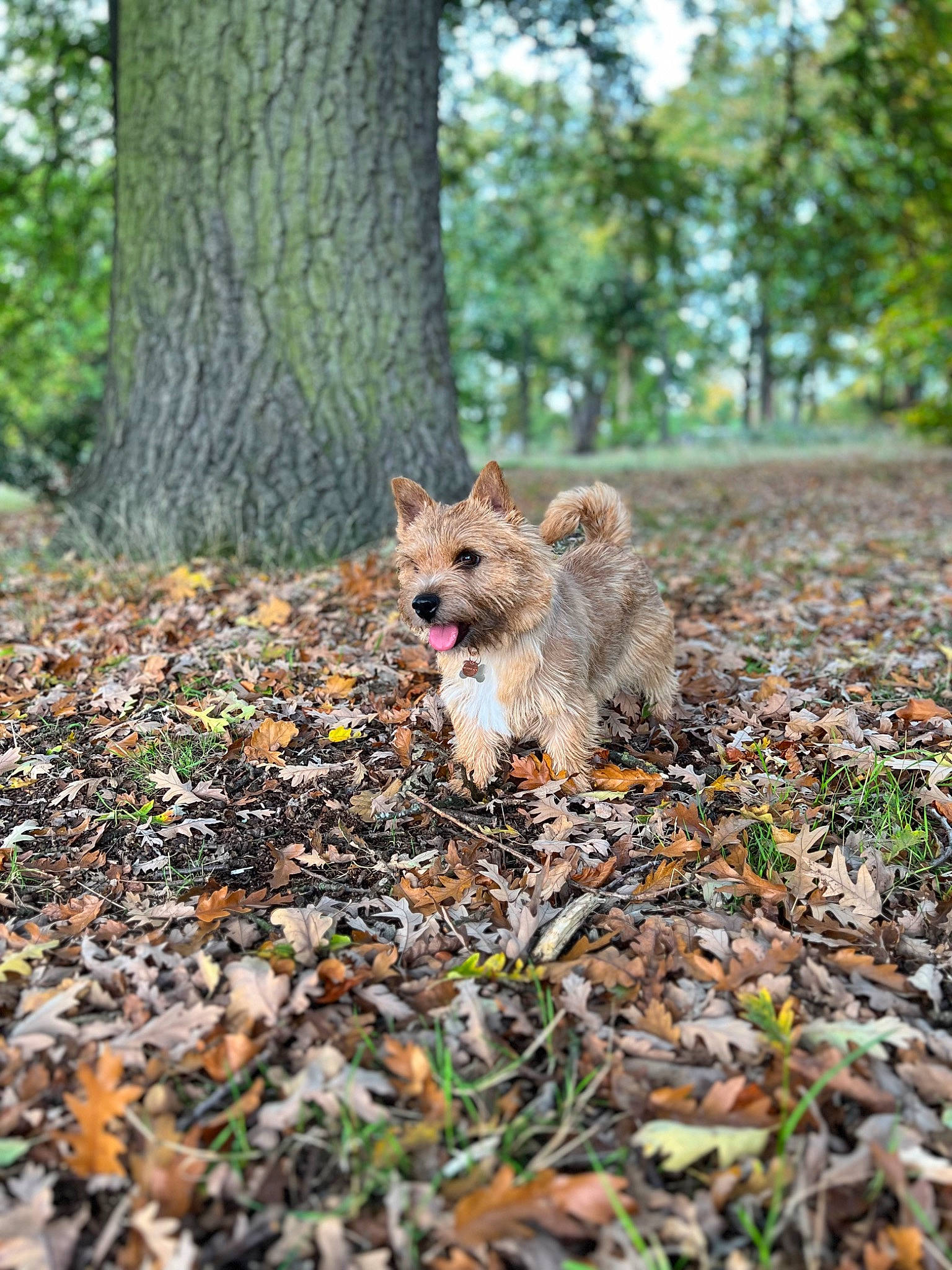 Lolly is registered to the contest to win money with this photo: canidae, carnivore, deciduous, dog_breed, fawn, felidae, forest, grass, natural_landscape, plant, snout, soil, sporting_group, tail, terrestrial_animal, tree, trunk, twig, whiskers, wood