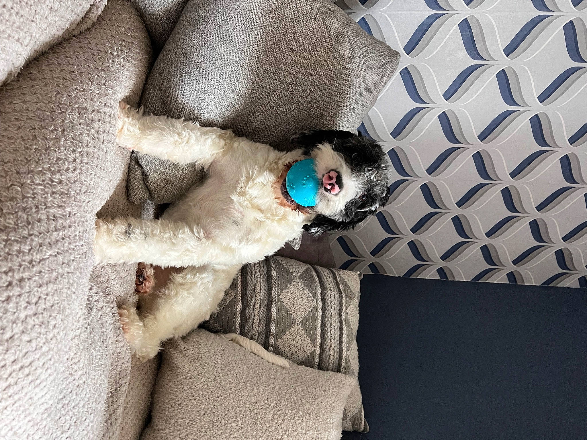 Loki is registered to the contest to win money with this photo: comfort, couch, electric_blue, eyewear, fashion_accessory, flooring, fur, fur_clothing, grey, human_leg, linens, pattern, plush, room, sitting, stuffed_toy, textile, toy, wool, woolen