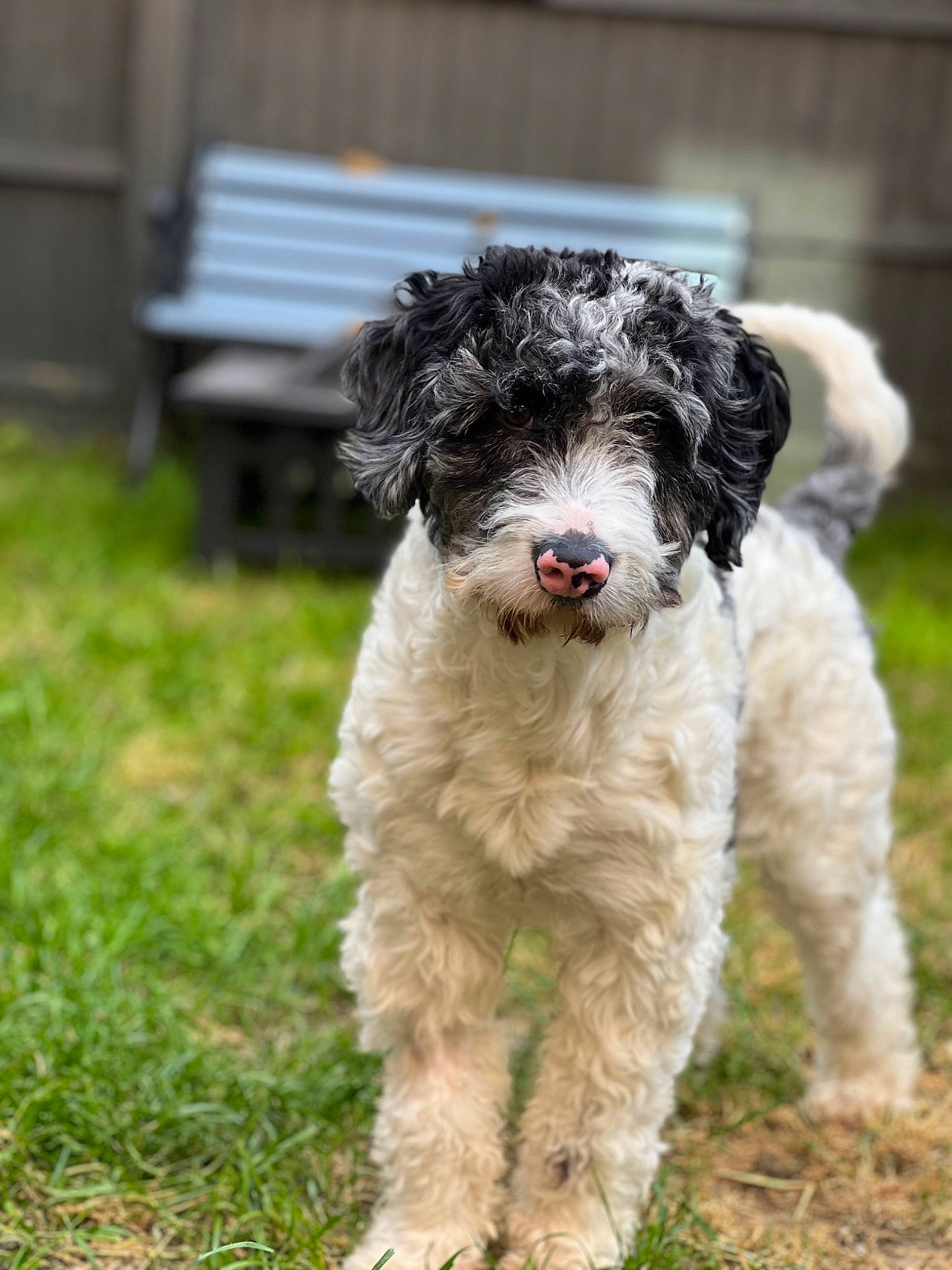 Loki joined the competition — help win amazing prizes! art, canidae, carnivore, collar, companion_dog, dog, dog_breed, dog_collar, fur, grass, maltepoo, plant, poodle, snout, sporting_group, terrestrial_animal, terrier, toy_dog, water_dog, working_animal