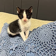 Shrimp is registered to the contest to win money with this photo: adorable, animal, black_and_white, blue, cat, cozy, crochet, curious, cute, domestic, feline, fur, indoor, kitten, pet, pillow, sitting, small, soft, young