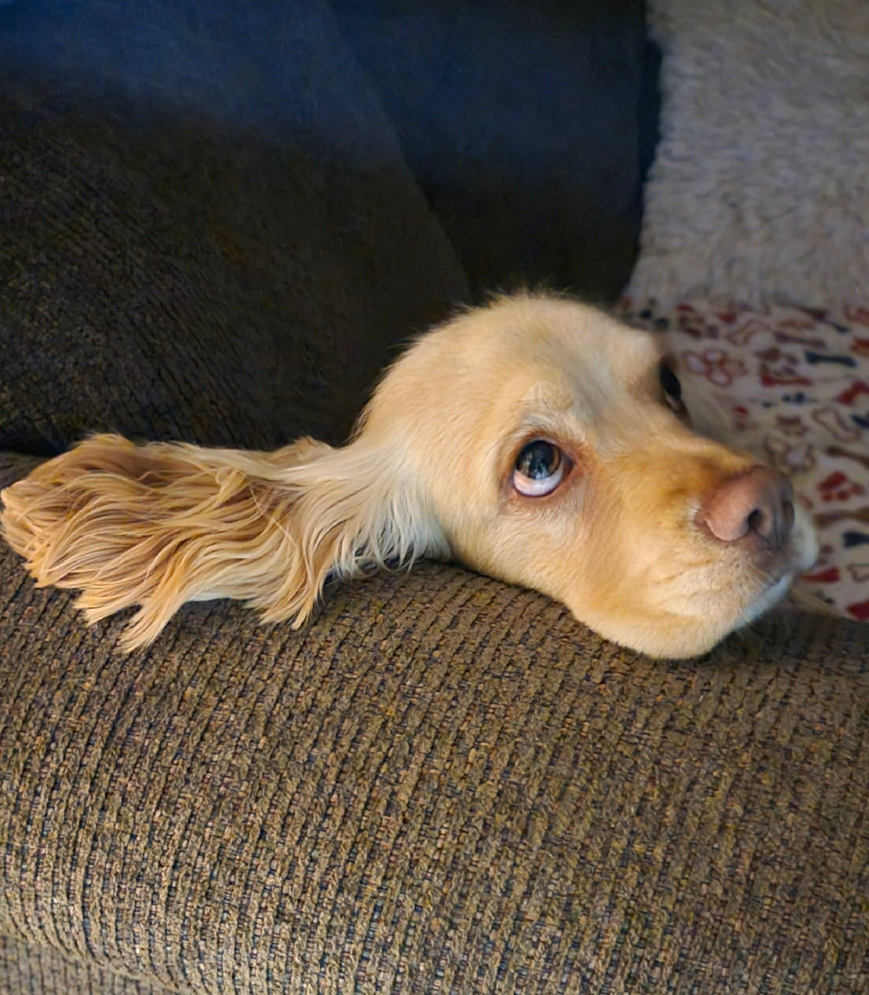 Sully is registered to the contest to win money with this photo: carnivore, companion_dog, dog, dog_breed, ear, fawn, flooring, fur, hardwood, liver, paw, puppy, snout, sporting_group, terrestrial_animal, whiskers, wood, working_animal