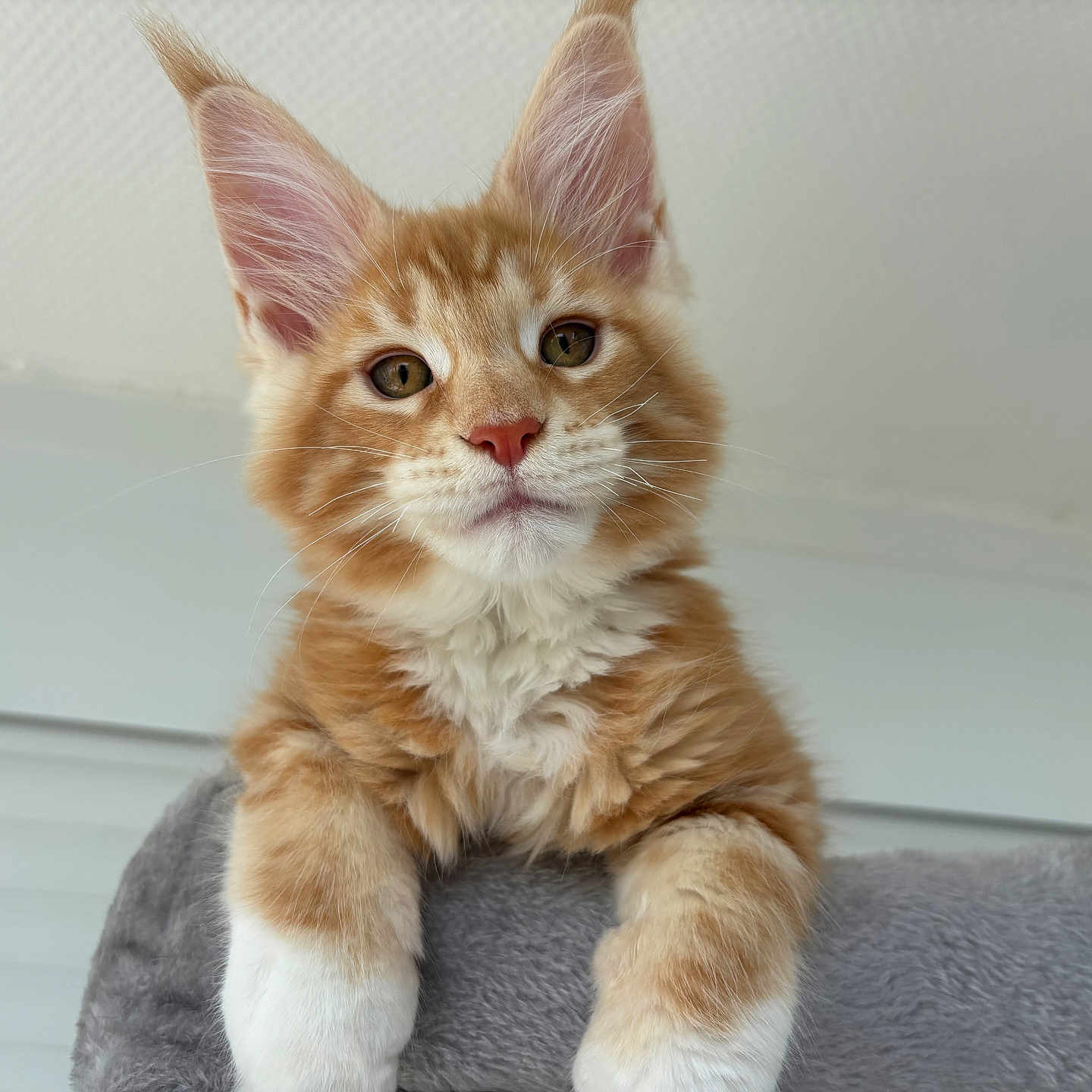 Baloo participe au concours pour gagner de l'argent avec cette photo : kitten, cat, orange, white, fluffy, ears, whiskers, paws, indoor, pet, cute, animal, feline, young, soft, relaxed, closeup, portrait, curious, gray