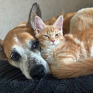 Baloo a rejoint le concours — aidez-le/la à gagner de superbes lots ! dog, cat, kitten, snuggling, closeup, orange_fur, white_fur, pet, animal, cute, furry, relaxed, resting, indoors, blanket, friendship, companion, portrait, soft_texture, cozy