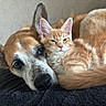 dog, cat, kitten, snuggling, closeup, orange_fur, white_fur, pet, animal, cute, furry, relaxed, resting, indoors, blanket, friendship, companion, portrait, soft_texture, cozy