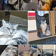 Joly participe au concours pour gagner de l'argent avec cette photo : animal, camper, cat, chair, couch, cozy, curious, fluffy, fur, furniture, gray_cat, home, indoor, lounging, napping, pet, relaxed, sleeping, whiskers, window
