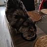Joly a rejoint le concours — aidez-le/la à gagner de superbes lots ! animal, blurred, cat, chair, computer, cozy, domestic, eating, feline, floor, food_bowl, furniture, home, indoor, keyboard, mouse, pet, placemat, table, window