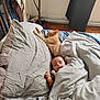 adult, animal, baby, bed, bedroom, blanket, cat, cushion, face, furniture, head, indoors, kitten, male, man, people, person, pet, quilt, room