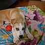 puppy, dog, blue_eyes, toy, basketball, bone_toy, blanket, floral_pattern, indoor, floor, wooden_floor, cute, pet, animal, lying_down, looking_up, playful, cozy, home, young_dog