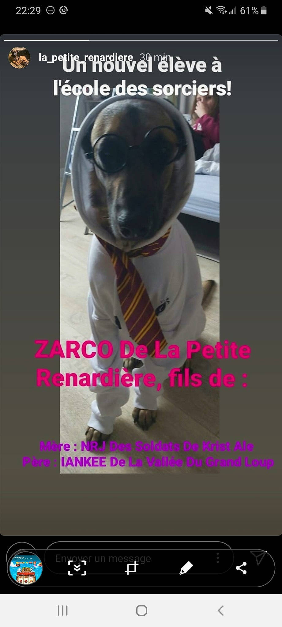 Zarco a rejoint le concours — aidez-le/la à gagner de superbes lots ! american_pit_bull_terrier, american_staffordshire_terrier, bulldog, bully_kutta, canidae, carnivore, companion_dog, dog, dog_breed, fawn, font, non_sporting_group, photo_caption, pit_bull, pug, snout