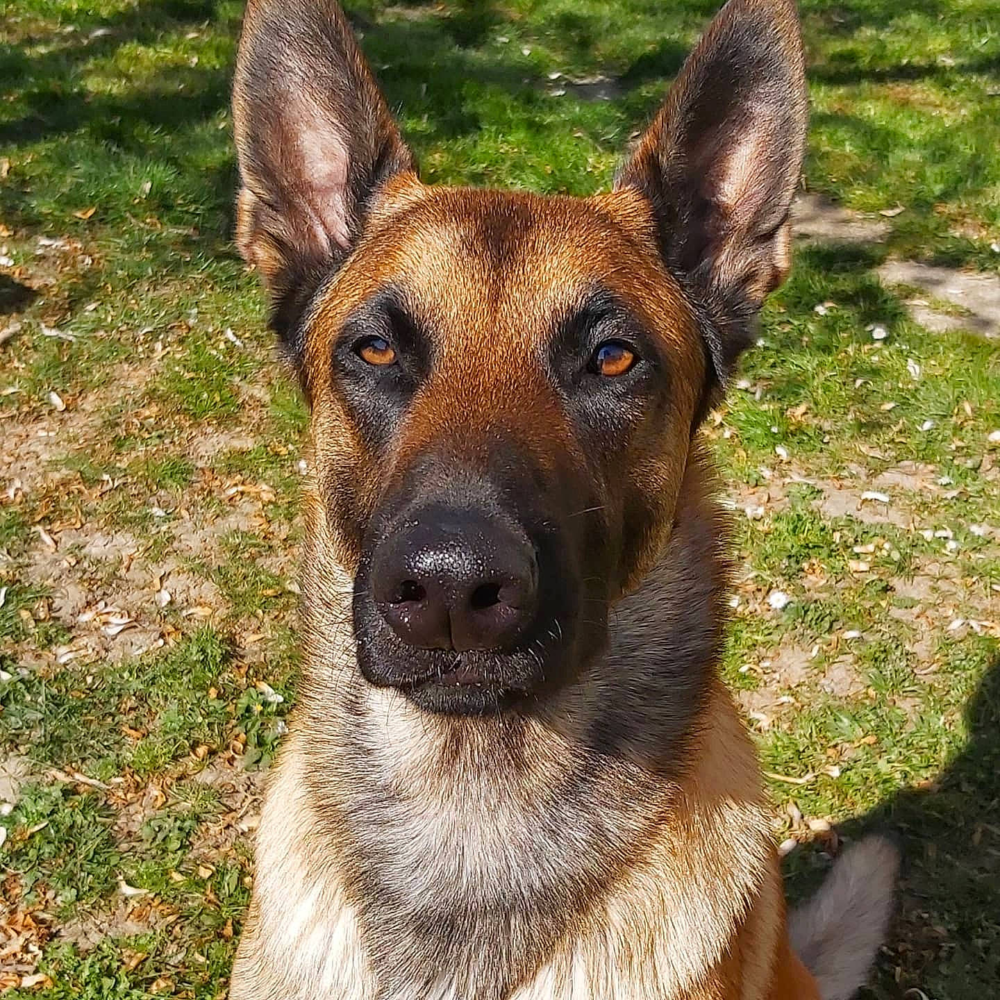 Zarco participe au concours pour gagner de l'argent avec cette photo : belgian_shepherd, belgian_shepherd_malinois, canidae, carnivore, dog, dog_breed, east_european_shepherd, fawn, german_shepherd_dog, king_shepherd, kunming_wolfdog, mammal, old_german_shepherd_dog, plant, police_dog, rare_breed_dog, shiloh_shepherd_dog, snout, vertebrate, working_dog