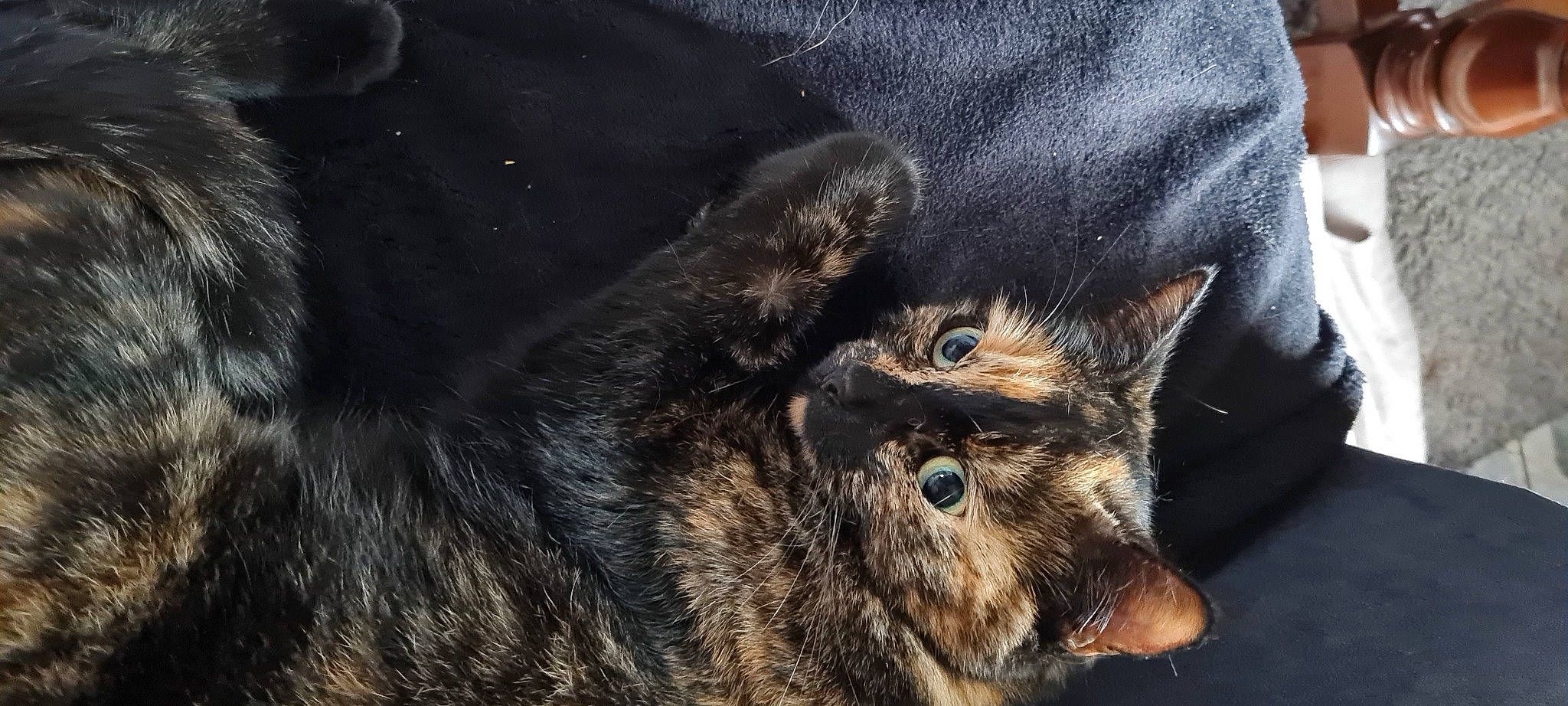 Cannelle participe au concours pour gagner de l'argent avec cette photo : bat, black_cat, canidae, carnivore, cat, claw, close_up, dog_breed, domestic_short_haired_cat, felidae, fur, paw, sleeve, small_to_medium_sized_cats, snout, sporting_group, tail, terrestrial_animal, whiskers, working_animal