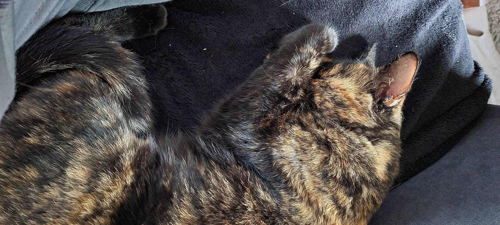 Cannelle participe au concours pour gagner de l'argent avec cette photo : carnivore, cat, claw, dog_breed, domestic_short_haired_cat, felidae, fur, nap, paw, small_to_medium_sized_cats, snout, sporting_group, tail, terrestrial_animal, whiskers, wildlife