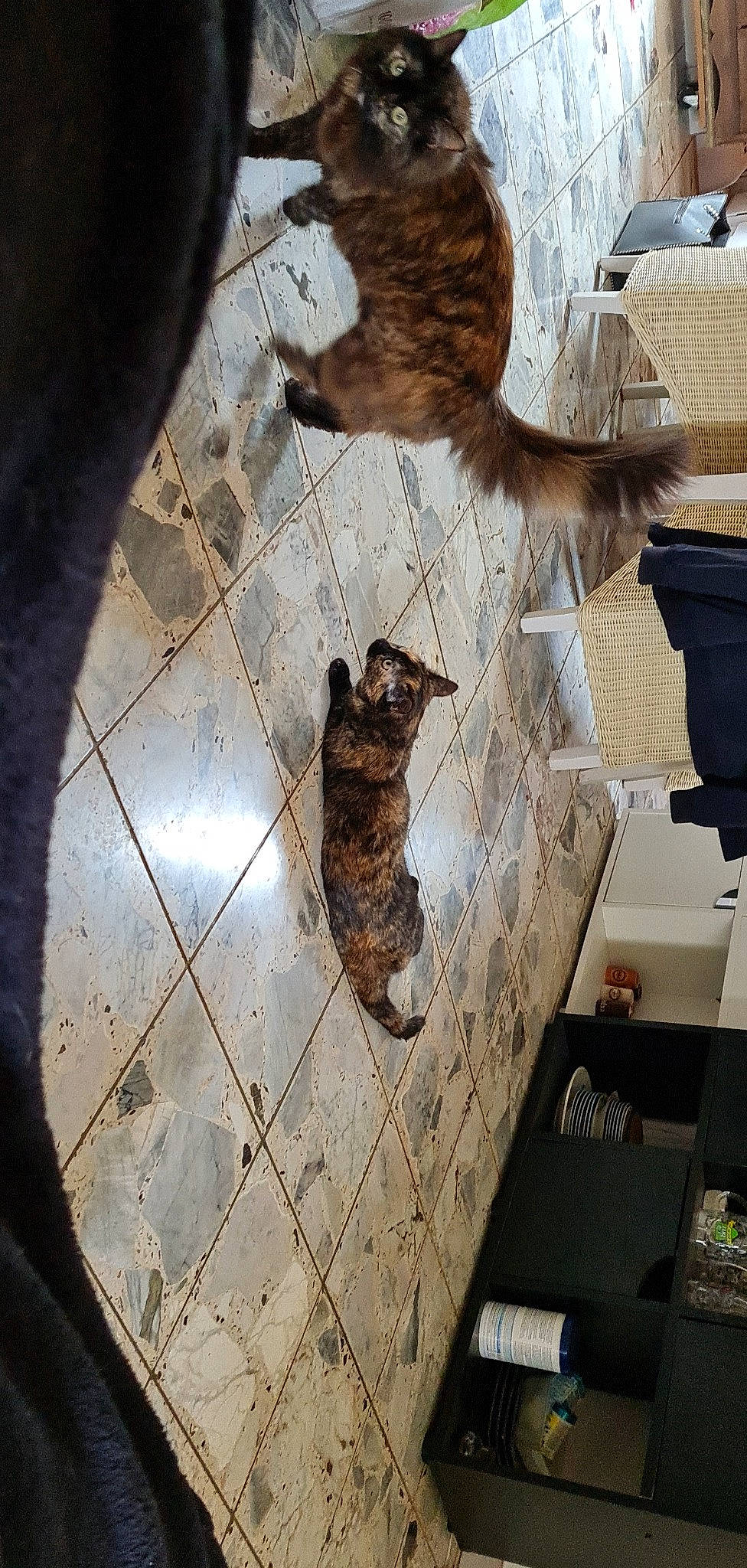 Cannelle a rejoint le concours — aidez-le/la à gagner de superbes lots ! carnivore, cat, domestic_short_haired_cat, felidae, fish, floor, flooring, fur, hardwood, mammal, metal, road_surface, small_to_medium_sized_cats, snout, sporting_group, tail, terrestrial_animal, vertebrate, whiskers, wood