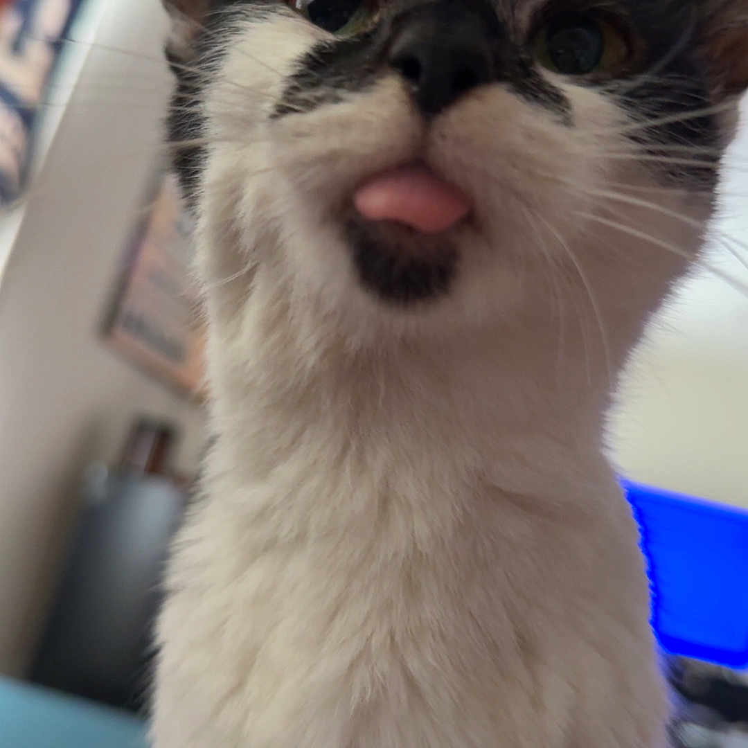 Little Baby joined the competition — help win amazing prizes! abyssinian, animal, bodypart, cat, kitten, manx, mouth, person, pet, shelf, siamese, tongue