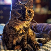 Lil' Bit is registered to the contest to win money with this photo: cat, tortoiseshell, pet, animal, feline, close_up, indoor, striped_blanket, fur, whiskers, eyes, cute, domestic_animal, sitting, cozy, portrait, soft_light, blurred_background, resting, home