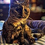 cat, tortoiseshell, pet, animal, feline, close_up, indoor, striped_blanket, fur, whiskers, eyes, cute, domestic_animal, sitting, cozy, portrait, soft_light, blurred_background, resting, home
