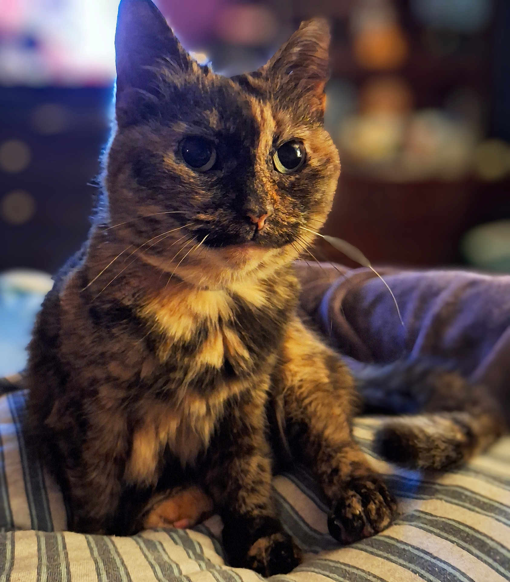 Lil' Bit is registered to the contest to win money with this photo: cat, tortoiseshell, pet, animal, feline, close_up, indoor, striped_blanket, fur, whiskers, eyes, cute, domestic_animal, sitting, cozy, portrait, soft_light, blurred_background, resting, home