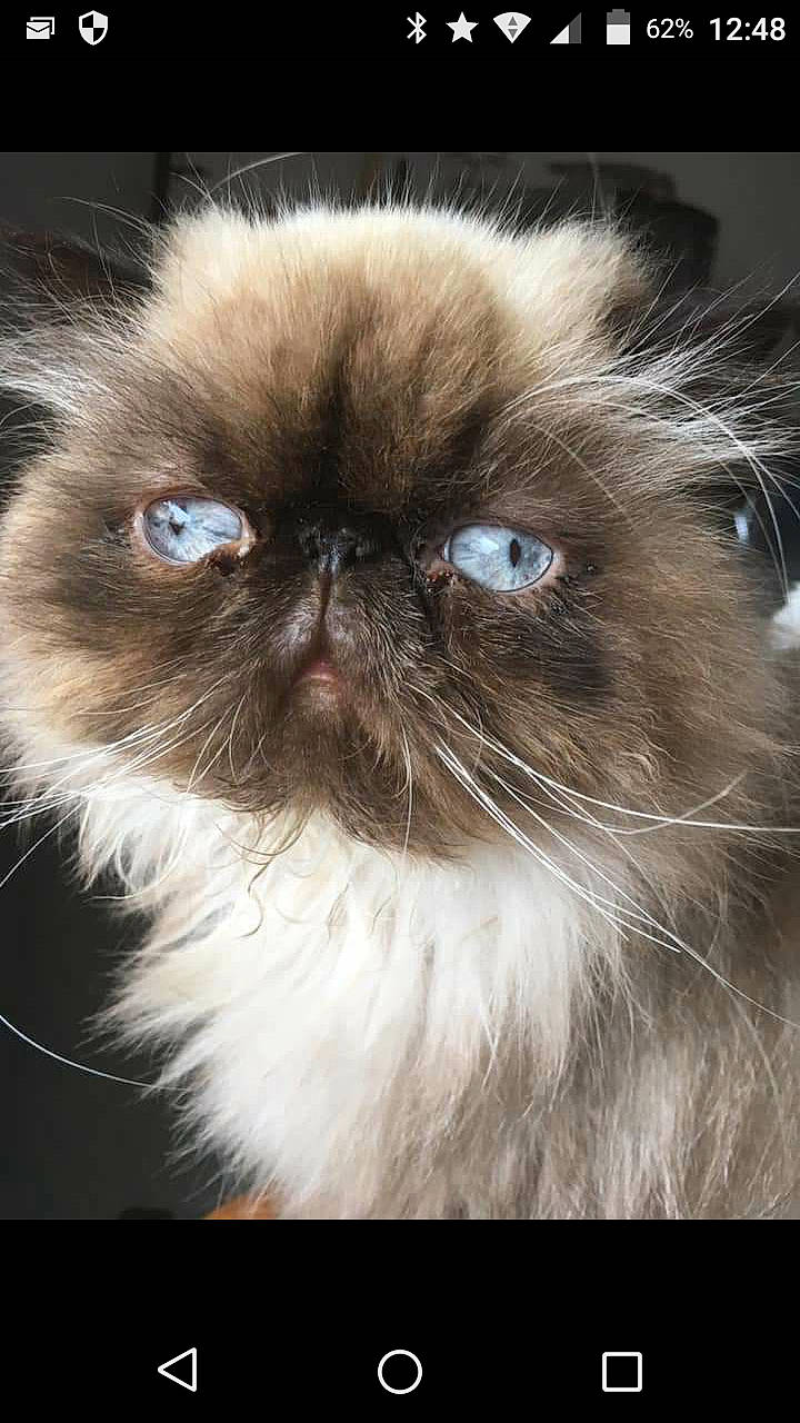 Stroumpfette a rejoint le concours — aidez-le/la à gagner de superbes lots ! asian_semi_longhair, carnivore, cat, close_up, domestic_long_haired_cat, ear, eye, felidae, fur, himalayan, iris, mammal, nose, persian, photography, skin, small_to_medium_sized_cats, snout, vertebrate, whiskers