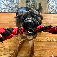 Panzer joined the competition — help win amazing prizes! animal, black, brown, canine, chewing, close_up, dog, flooring, foot, fun, fur, indoor, paw, pet, playful, rope_toy, rug, teeth, toy, wooden_floor