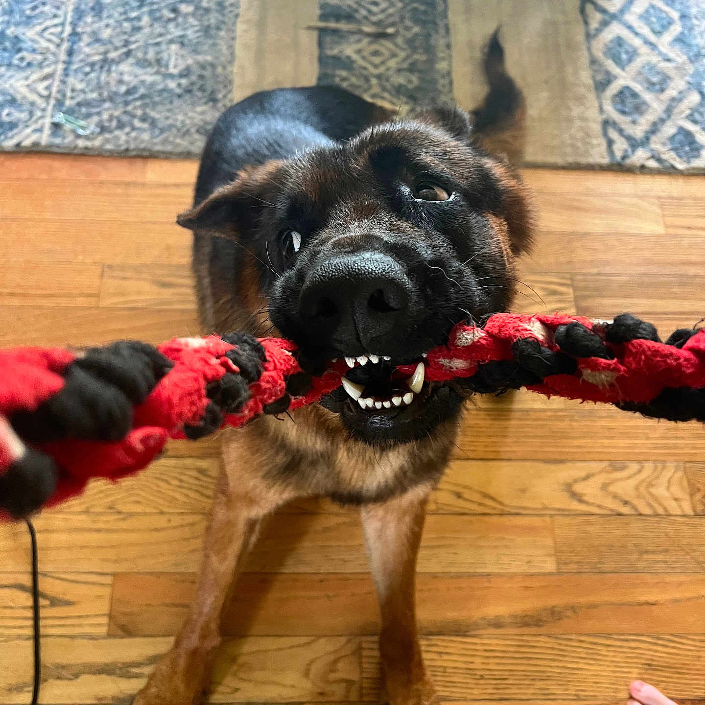 Panzer joined the competition — help win amazing prizes! animal, black, brown, canine, chewing, close_up, dog, flooring, foot, fun, fur, indoor, paw, pet, playful, rope_toy, rug, teeth, toy, wooden_floor