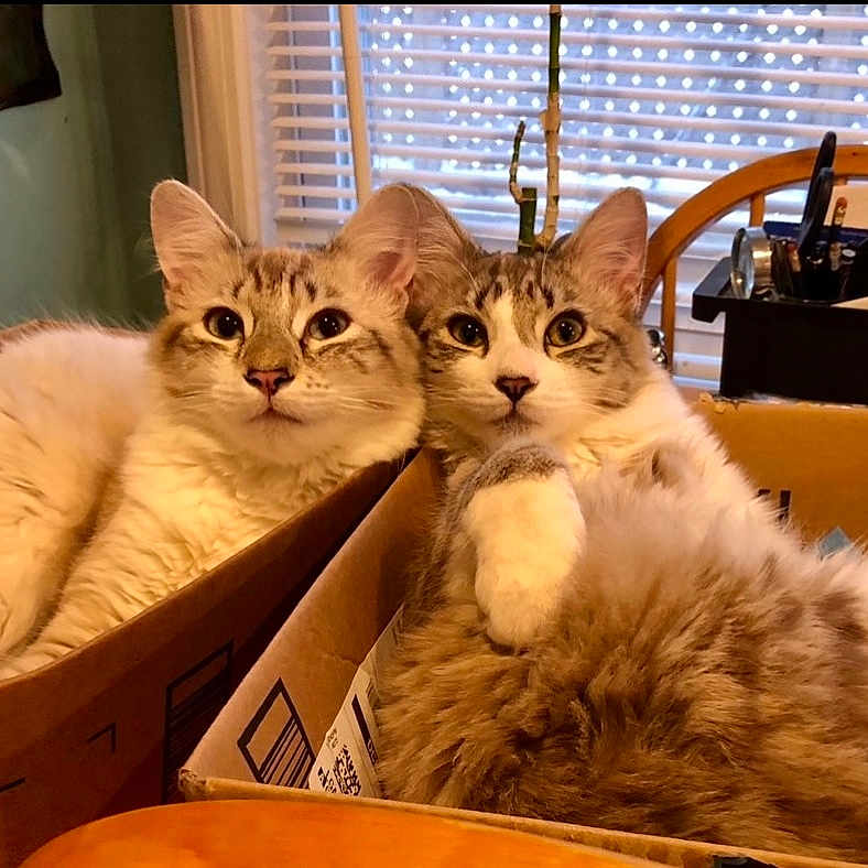 Lincoln And Kennedy is registered to the contest to win money with this photo: cardboard_box, cat, cats, chair, cozy, domestic_animal, fluffy, fur, home, indoor, longhair, looking_at_camera, pair, pet, relaxed, sitting, tabby_cat, table, whiskers, window_blinds