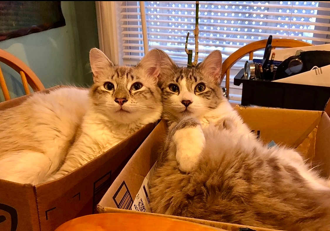 Lincoln And Kennedy is registered to the contest to win money with this photo: cat, cats, cardboard_box, tabby_cat, longhair, fluffy, whiskers, indoor, window_blinds, chair, table, cozy, relaxed, looking_at_camera, pair, pet, home, fur, sitting, domestic_animal