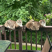 Kennedy And Lincoln joined the competition — help win amazing prizes! cat, feline, pets, outdoor, deck, railing, greenery, plants, flowers, hanging_pot, wood, table, chair, fur, animal, nature, relaxing, curious, two_cats, daylight